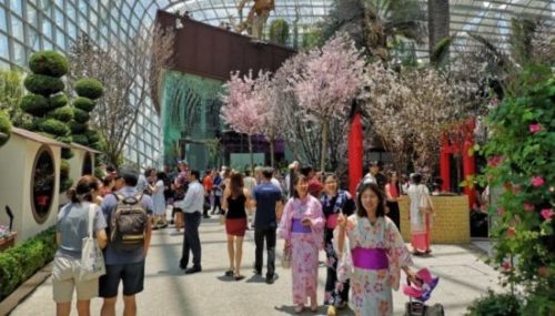 レンタル浴衣を着た旅行者が桜をバックに記念撮影を行う姿が印象的である。
