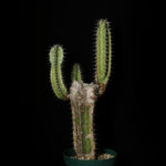 ユーフォルビア・ローデシアカ（白雲巒岳）の育て方・栽培方法