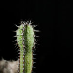 ユーフォルビア・ローデシアカ（白雲巒岳）の育て方・栽培方法