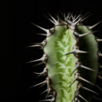 【現品】ユーホルビア・ランガク　（ユーフォルビア 巒岳　らんがく）T番　10号 ユーフォルビア・アビシニカ ランガク 巒岳 Euphorbia abyssinica