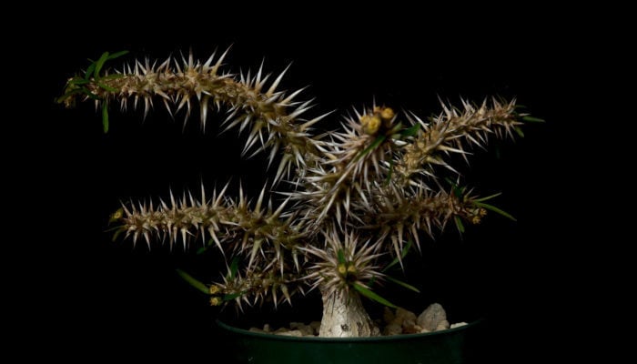 Euphorbia rossii  ロッシーは株元が塊根状になり、これでもかというほど太く、長いトゲを生やす花キリン系ユーフォルビアです。生長は遅いですが非常に猛々しい姿をしており、魅力的なユーフォルビアです。花が地味なところも個人的に好感触です。