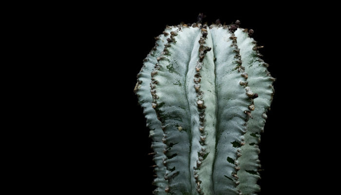 Euphorbia polygona 'Snowflake'  多肉系ユーフォルビアの中でも手に入りやすく人気の高いスノーフレークです。サボテンのような見た目で白くて分厚いブルーム（ワックス）に覆われており、頭上灌水を行わずに底面給水か株元に水差しなどで水やりをするようにして育てると白さが際立った美しい姿になります。