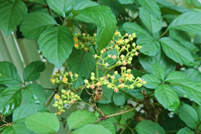 学名：Cayratia japonica 科名：ブドウ科 分類：つる性多年草 花期：6～8月 ヤブガラシの名前は、藪も枯らしてしまうほどの繁殖力の強さが由来と言われています。その名の通り、公園や道端、民家の庭先など、様々な場所でヤブガラシが繁っているのを見かけます。 繁殖力の強い雑草と敬遠されがちなヤブガラシですが、夏に咲く花が可愛らしいという特徴があります。花は非常に小さく、直径2～3㎜くらいの小花を集合させて咲きます。ヤブガラシの花は咲き始めはピンク、咲き進むに従ってオレンジ色に変化していくので、ミックスカラーのような可愛らしさがあります。 さらに蜜が豊潤なのでしょうか。蝶や蜂といった昆虫が訪れているのも度々見かけます。雑草と言って抜いてしまう前に、その可愛さも見直してみてください。