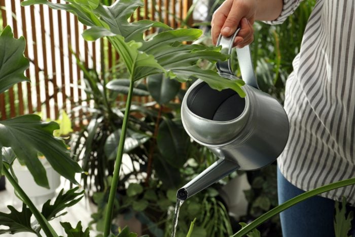 Canva画像　ガーデニング