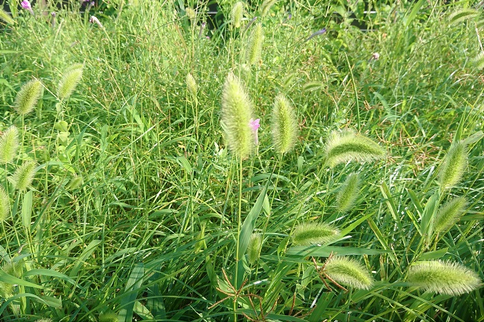 学名：Setaria viridis 科名：イネ科 分類：一年草 花期：5～7月 ほぼ四季咲きと言ってもいいくらい一年中咲いている雑草です。道端、駐車場の隅、空き地、公園の花壇、あらゆるところで見かけます。全体がグリーンなので、「THE 草」と言った見た目ですが、先端のグリーンのふわふわした部分は花穂です。梅雨が始まる頃には繁茂をし始め、夏には草丈30～40cm程度にまで生長します。エノコログサという名前の由来は、この花穂を犬の尻尾に見立てたところから付いたそうです。「犬ころ」が「えのころ」に変化してしまったんですね。  別名のネコジャラシは、エノコログサの花穂に猫がじゃれつくから。子供の頃、自宅の裏でエノコログサに子猫がじゃれついているのを見かけたことがあります。本当にじゃれるんだなあ、と感心しました。