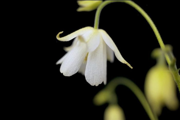 白花風鈴オダマキ  小さい風鈴のような花を咲かせる風鈴オダマキ（Aquilegia ecalcarata）です。白花や交配種の乙女風鈴オダマキなどがあります。かつてはセミオダマキ属に分けられていましたが、近年オダマキ属に統合されました。距が発達していないところが普通のオダマキと違います。