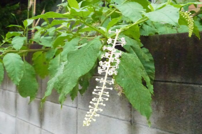 学名：Phytolacca americana 科名：ナデシコ科 分類：多年草 花期：5～7月 ヨウシュヤマゴボウは、グリーンから薄いピンク色のグラデーションが可愛らしい花を咲かせる雑草です。花はあまり目立たず、秋に熟して黒く色づく果実の方が印象深いかもしれません。 多年草ですが低木のように大きくなります。横にも枝を広げて生長していくので、自宅の庭で見付けたら、他の植物の邪魔にならないように気をつけましょう。気を付けると言っても気付いた時には大きくなっていることが多いので、邪魔であれば適宜剪定をしましょう。 このヨウシュヤマゴボウは、初夏のグリーンの花も秋に色づく実も可愛らしく、ちょっと切ってきて花瓶などに生けておくと一輪でも絵になります。花と実は生けて楽しめるのですが、葉は水が下がりやすいので、切花として生ける時は葉っぱは取ってください。 ヨウシュヤマゴボウもあらゆるところで見かけます。住宅街の道路脇、駐車場、民家の庭先、ダイナミックな場合はアスファルトを割って伸びていることもあります。 さらにヨウシュヤマゴボウは有毒植物と言われているので、根も果実も間違っても食用にはしないでください。