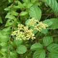 学名：Cayratia japonica 科名：ブドウ科 分類：つる性多年草 花期：6～8月 ヤブガラシの名前は、藪も枯らしてしまうほどの繁殖力の強さが由来と言われています。その名の通り、公園や道端、民家の庭先など、様々な場所でヤブガラシが繁っているのを見かけます。 繁殖力の強い雑草と敬遠されがちなヤブガラシですが、夏に咲く花が可愛らしいという特徴があります。花は非常に小さく、直径2～3㎜くらいの小花を集合させて咲きます。ヤブガラシの花は咲き始めはピンク、咲き進むに従ってオレンジ色に変化していくので、ミックスカラーのような可愛らしさがあります。 さらに蜜が豊潤なのでしょうか。蝶や蜂といった昆虫が訪れているのも度々見かけます。雑草と言って抜いてしまう前に、その可愛さも見直してみてください。