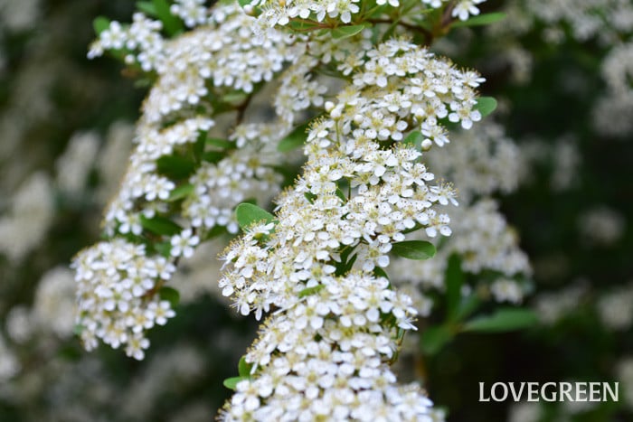 ピラカンサの花 ピラカンサの花
