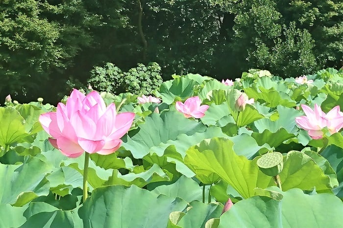 蓮の花の香り 蓮の花のエッセンシャルオイル、蓮の花の香水、蓮の花のお香など、蓮の花の香りがモチーフとされた商品はたくさんありますが、実際の蓮の花の香りってどんな香りなのでしょう。  蓮は池に咲く多年生水生植物です。蓮の花の香りを楽しもうと思ったら、勇気を出して蓮池の中に入って行かなければなりません。蓮の花の香りを確認するのは難しそうですね。  蓮池の縁に立って花を眺めていると、ふわりと優しい香りが鼻先をかすめることがあります。チャワンバスのような小型種の蓮の花に顔を近づけると、はっきりと爽やかな芳香が確認出来ます。蓮池で蓮の花の香りを楽しむのはちょっと難しいようですが、蓮の花には間違いなく芳香があります。  触れられないところに咲く花が、確認できない香りを纏って（まとって）いるというのも、蓮の花らしい神秘的な魅力の一つです。  蓮の花の咲く音って？ 「蓮の花は咲くときにポンっという音がする」という話を聞いたことはありませんか。花が開くときに音がするなんて、気になりますよね。  子供の頃、蓮の花が開く音を聞きたくて、まだ暗いうちから蓮池で待機したことがあります。残念ながら音は聞こえませんでした。この蓮の花が開く時に音がするという話は嘘だと言われています。カエルか何かが池に飛び込む音だったのではないか、という説もあります。  あれだけ魅力的な蓮の花ですから、音くらいしたって何も不思議はありませんよね。