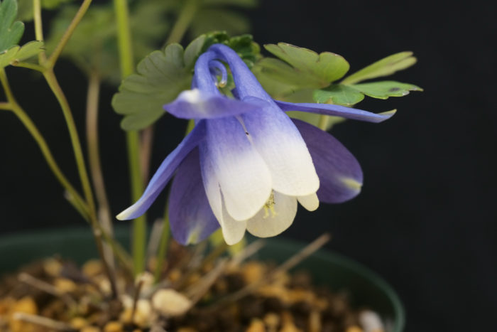 八甲田ミヤマオダマキ  基本的に青～紫色の花を咲かせるミヤマオダマキの定番種です。ミヤマオダマキの中でも小型なタイプで、草丈5cm程度で開花します。高山性の山野草ですが、育てるのはさほど難しくありません。