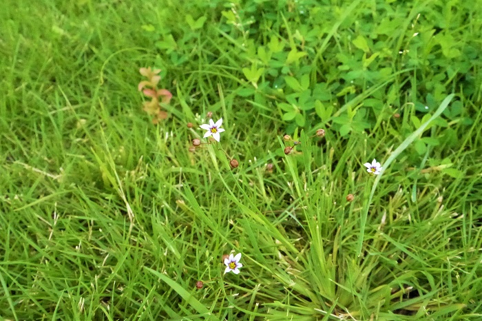 名前がわかる 花が可愛い雑草を色別にご紹介 夏編 Lovegreen ラブグリーン