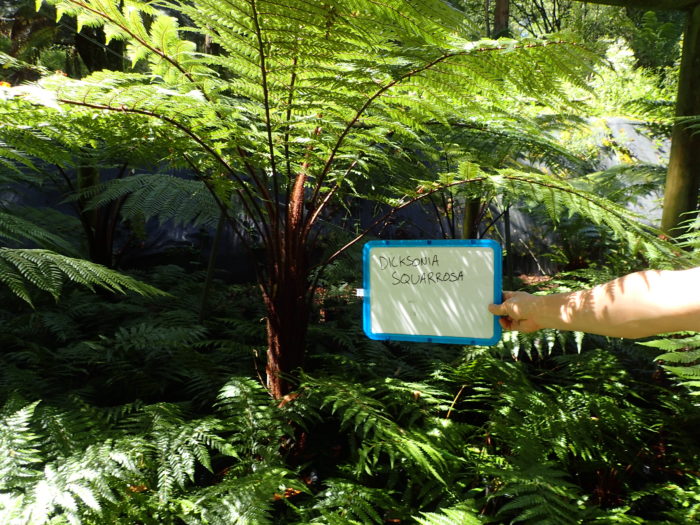 世界の植物紀行 - 四代目金岡又右衛門 -「オーストラリア東南部 ツリー