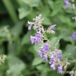 IMG_0948-150x150.jpg?v=1713417496