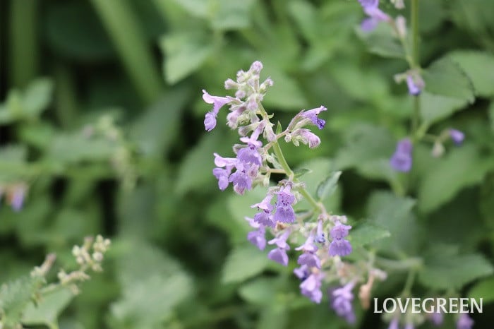 キャットミント キャットミント
