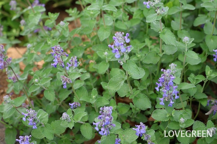 キャットミント