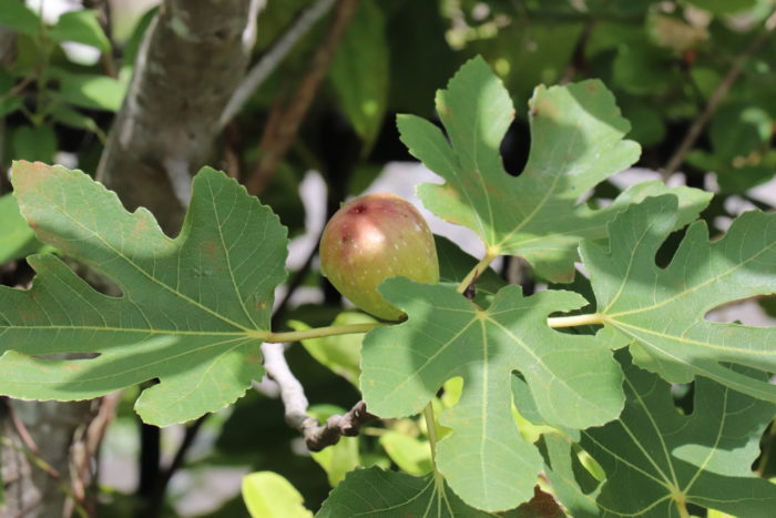 秋が旬 イチジク 無花果 の育て方と食べ方 Lovegreen ラブグリーン