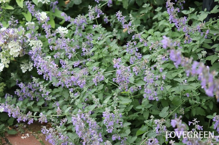 キャットミント キャットミント