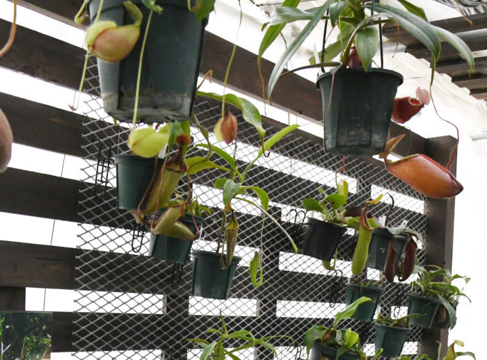 Hiro’s pitcher plantは食虫植物専門のナーセリー。