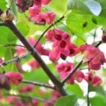 自然からの贈り物。秋に実をつける木と草花22選
