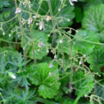 雪の下 ユキノシタ の育て方 Lovegreen ラブグリーン