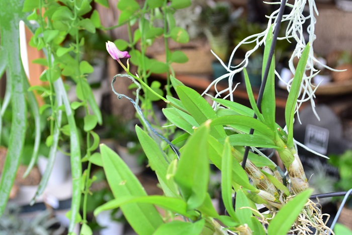 さらに春から引き続きランが人気と言うことで、タイからの輸入品の小さなデンファレの苗も。もう少しで開きそうな蕾が魅力的です。