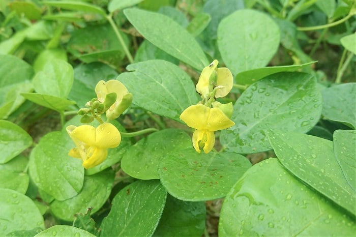 ハマアズキの花