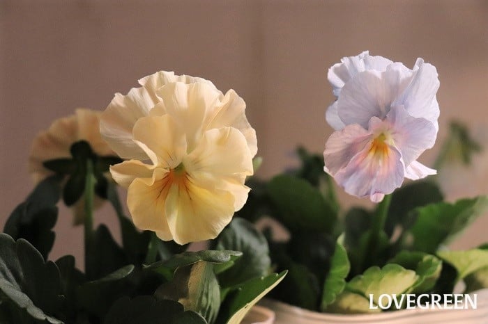 パンジー　育て方　特徴