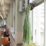 フペルジア ゴエベリーの育て方 Lovegreen ラブグリーン フペルジア ゴエベリーの育て方 Lovegreen ラブグリーン