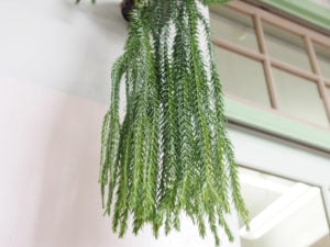 フペルジア・スクアローサの育て方・栽培方法 | LOVEGREEN(ラブグリーン)