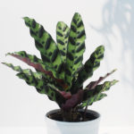 カラテア ランキフォリアの育て方 Lovegreen ラブグリーン