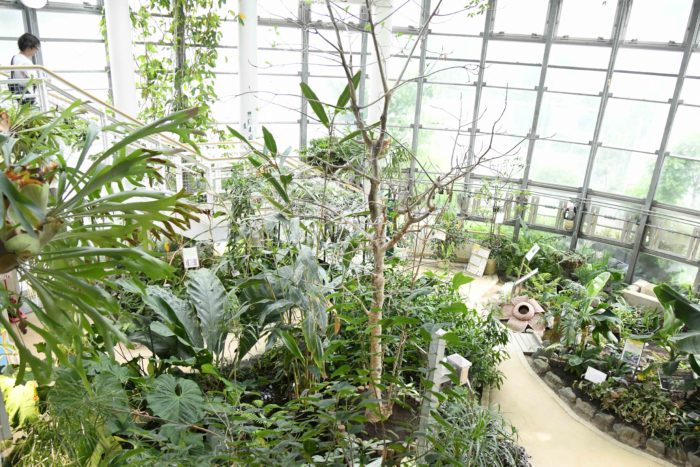 「渋谷区ふれあい植物センター」は渋谷駅と恵比寿駅の間、渋谷川のそばに建つ渋谷区立の植物園。日本で一番小さな植物園ですが、園内には500種を超える植物が植えられ、四季折々の花を楽しむことができます。展示のほとんどは屋内の施設の中にあり、通年、熱帯性の植物が緑濃く茂っており、食虫植物や多肉植物、モモイロバナナなどの熱帯果樹やバニラをはじめとするランの仲間などが目を楽しませてくれます。NHK地上波・BSで放映されたテレビドラマ｢植物男子ベランダー｣内のミニコーナー、「多肉 愛の劇場」のロケ地となったことでも知られています。