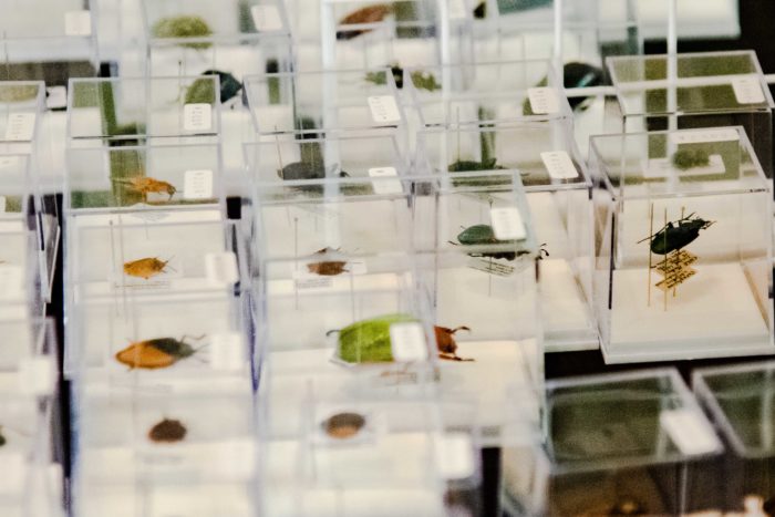 うみねこ博物堂は神奈川県相模原市に実店舗を持つ博物系雑貨店。昆虫や海洋生物などの生き物から鉱物などまで、幅広く標本を取りそろえることで定評のあるお店です。今回も、色とりどりの昆虫の標本などを目当てに訪れた来場者も多かったようです。