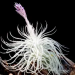 tectorum-150x150.webp