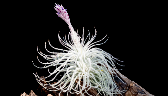 ティランジア・テクトラム