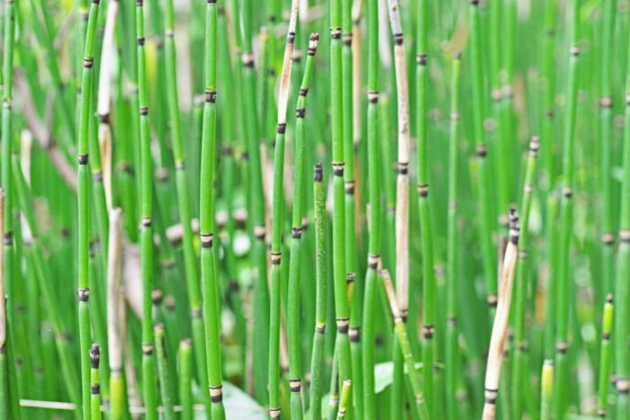 canvaトクサ canvaトクサ