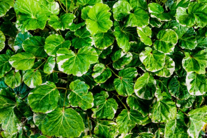 canvaポリシャス