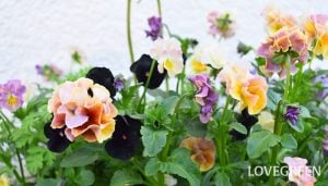 パンジー、ビオラの育て方｜花を長くたくさん咲かせるコツ