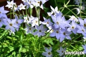 【野菜の花】花ニラとは? 食べ方とハナニラ(イフェイオン)との違い | LOVEGREEN(ラブグリーン)