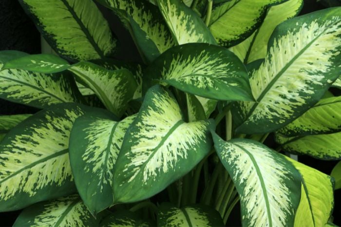 canvaディフェンバキア Dieffenbachia canvaディフェンバキア Dieffenbachia
