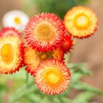 ヘリクリサム（ムギワラギク、帝王貝細工）の育て方・栽培方法