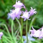 植えっぱなしにできる秋植え球根おすすめ12選