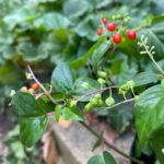 ジュズサンゴ 数珠珊瑚 の育て方 Lovegreen ラブグリーン