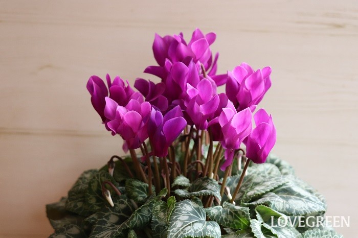 シクラメン　江戸の青　育て方　冬の花鉢