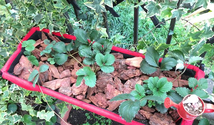 冬の家庭菜園のアイテム マルチ 徹底活用 エディブルガーデン11月 Lovegreen ラブグリーン
