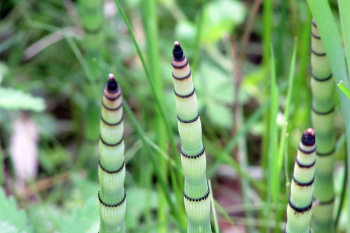 canvaトクサ canvaトクサ