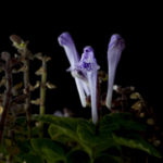 タツナミソウ紫花L1000881