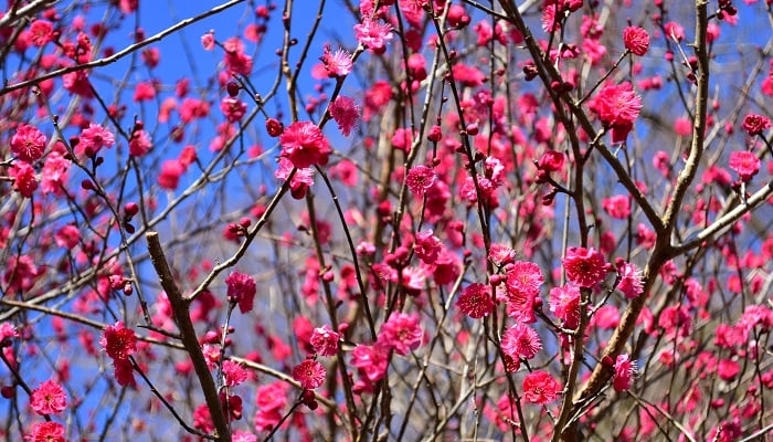 冬に咲く花20選 冬の花散歩 Lovegreen ラブグリーン