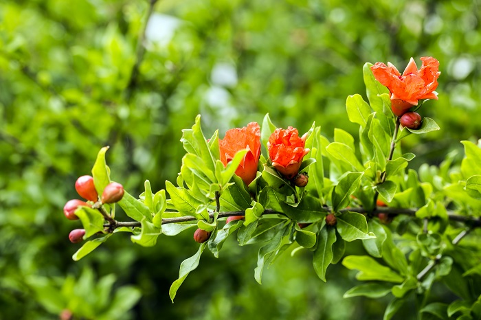ザクロ 柘榴 の魅力 花や実の季節 種類や神話まで Lovegreen ラブグリーン