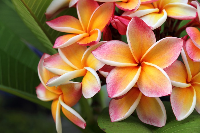 プルメリアの花とは？ プルメリアの花は、ハワイのレイに良く使われることでも有名な花です。プルメリアは南国の花特有の香りの良さと可愛らしい見た目が印象的な花です。  プルメリアは学名をPlumeria（プルメリア）、英名をfrangipani （フランジパニ）と言います。ハワイではpuamelia（プアメリア）と呼ばれ、神聖な花としてレイや髪飾りに使われます。プルメリアのレイや、プルメリアの髪飾りは一度は見たことがあるのではないでしょうか。  バリでは、プルメリアはjepun（ジュプン）と呼ばれ、ハワイと同じく神聖な意味を持つ花とされています。プルメリアは毎朝夕の供物であるチャナンやチャルにも入っているし、歓迎の印にも使われています。  プルメリアの花が咲く季節 プルメリアの花が咲く季節は、日本では夏です。梅雨が終わり、からりとした夏の陽射しになった頃にプルメリアの花は咲き始めます。  プルメリアはある程度高木にならないと花が咲かないため、花が咲いた状態で購入してもその後は大きくなるまで、何年も咲かないこともあります。  最近では小さなサイズで花を咲かせるプルメリアの矮性種も出回るようになりました。あまり大きくしたくないのであれば、プルメリアの矮性種を探して購入すると良いでしょう。